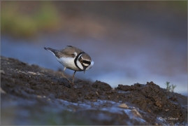 <p>KULÍK ŘÍČNÍ (Charadrius dubius) jižní Morava ---- /Little ringed plover - Flussregenpfeifer/</p>